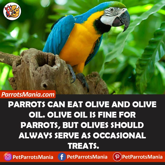 Parrots Eat Olives