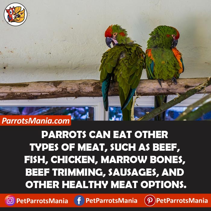 Parrots Eat Other Types Of Meat