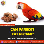 Can Parrots Eat Pecans?