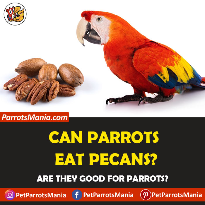 Parrots Eat Pecans