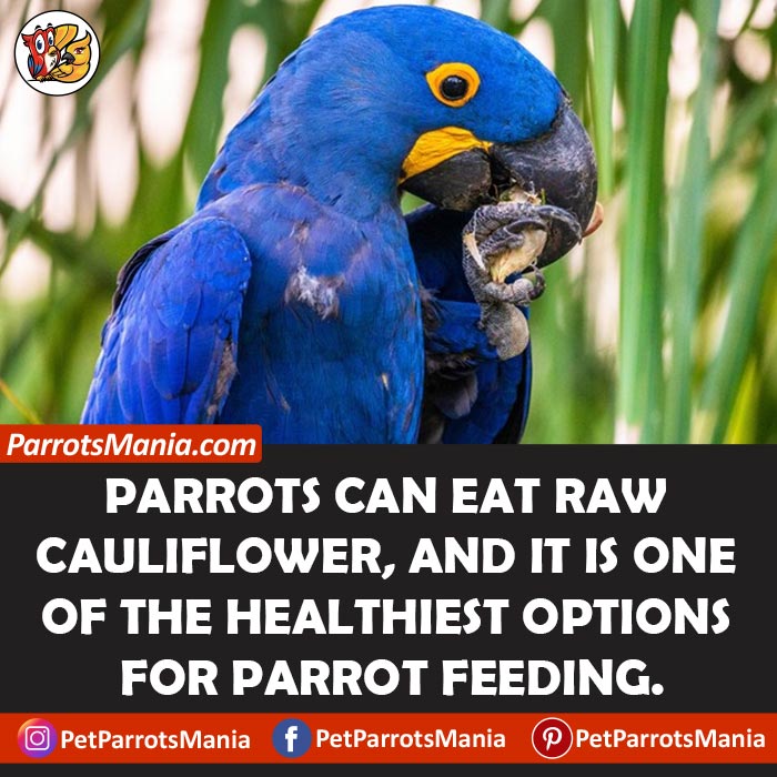 Parrots Eat Raw Cauliflower