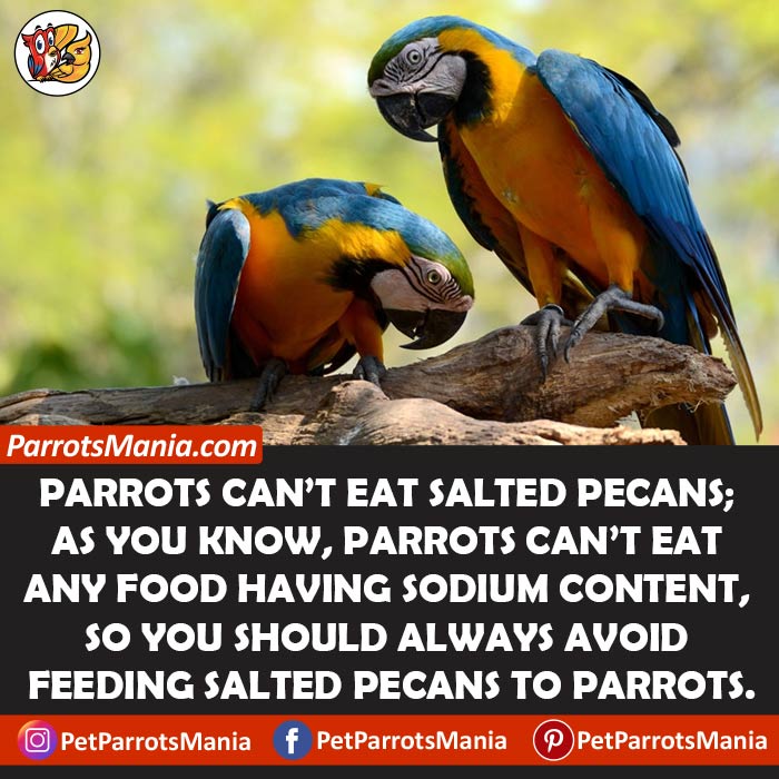 Parrots Eat Salted Pecans