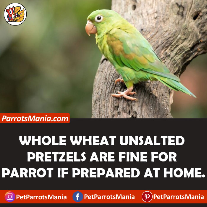 Parrots Eat Unsalted Pretzels