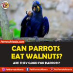 Can Parrots Eat Walnuts?