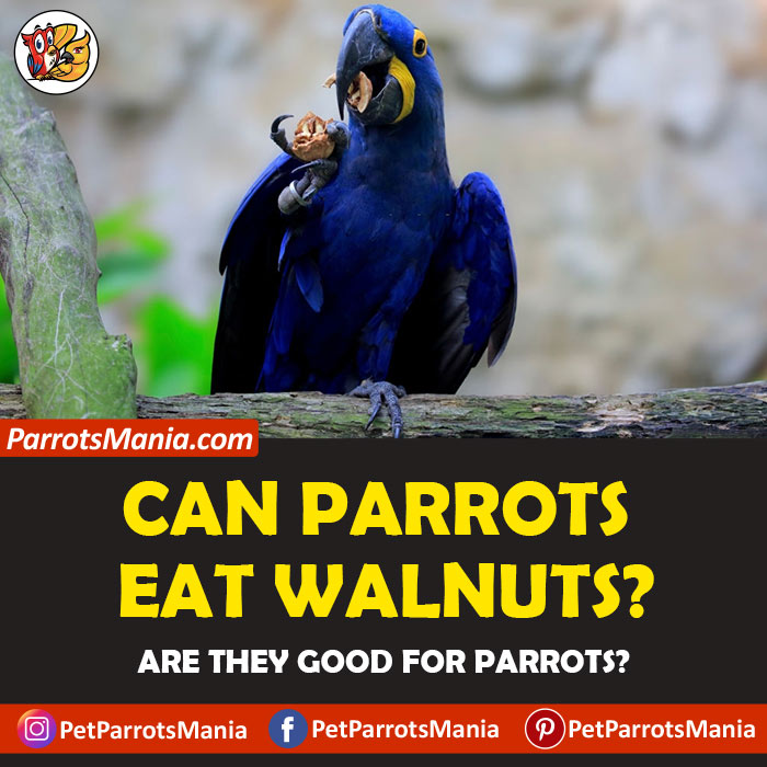 Parrots Eat Walnuts