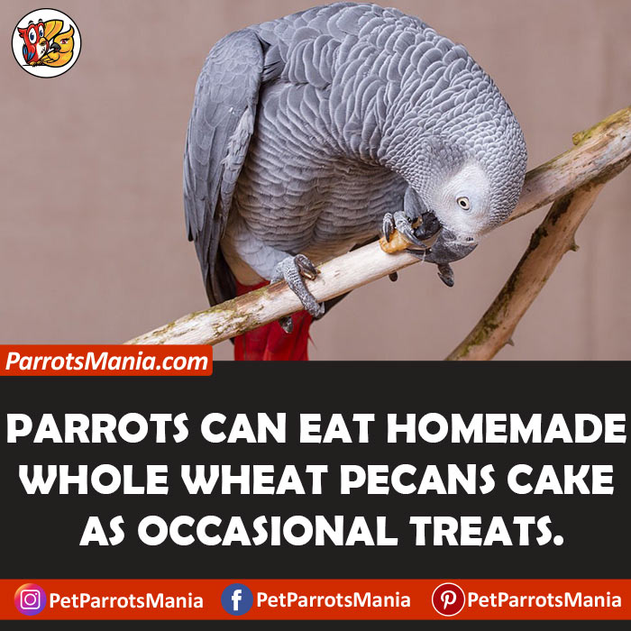 Parrots Eat Whole Wheat Pecans Cake