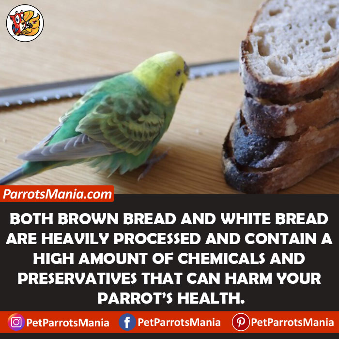 Parrots Have Brown Bread