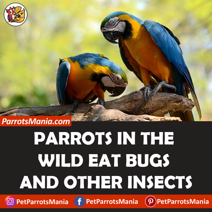 Parrots In The Wild Eat Bugs