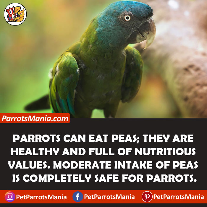 Peas For Parrots