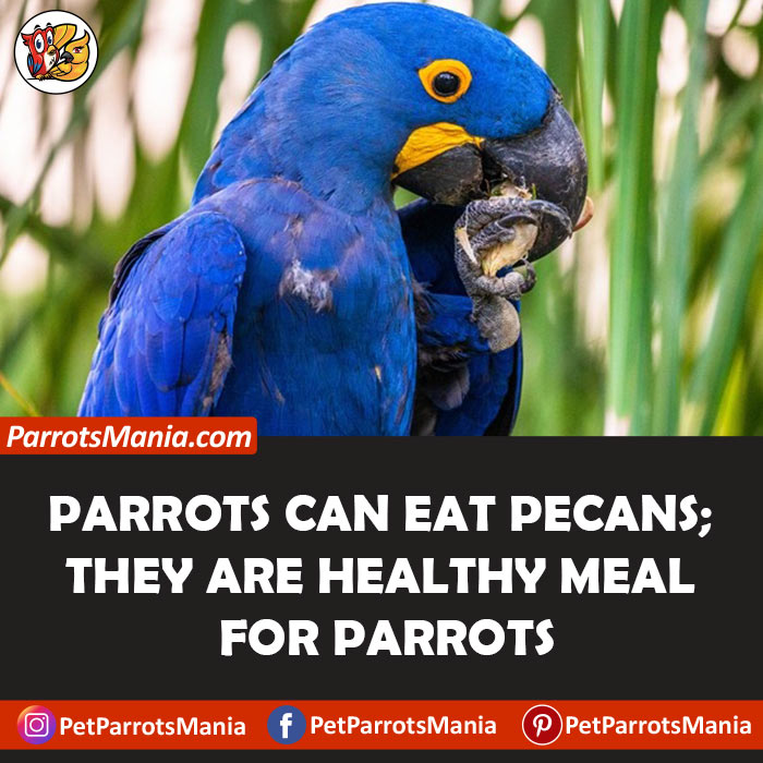 Pecans For Parrots