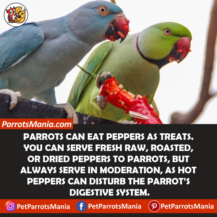 Peppers For Parrots