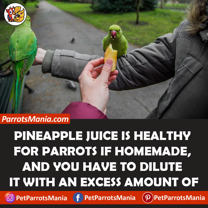 Pineapple Juice for parrots