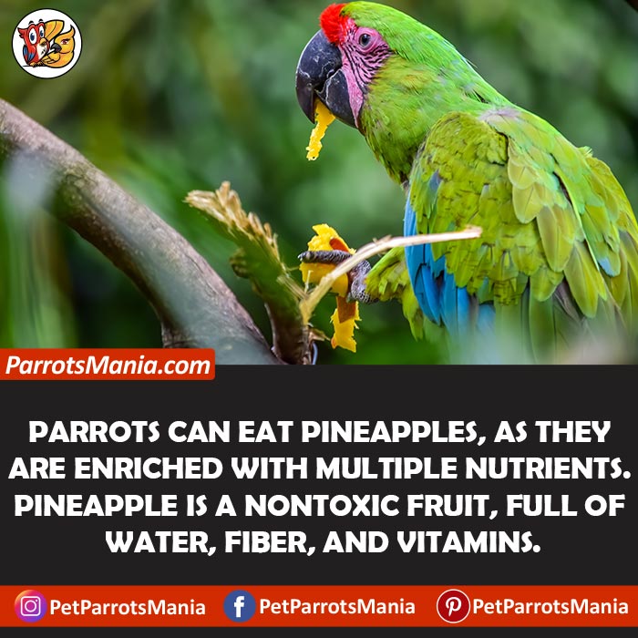 Pineapples For Parrots