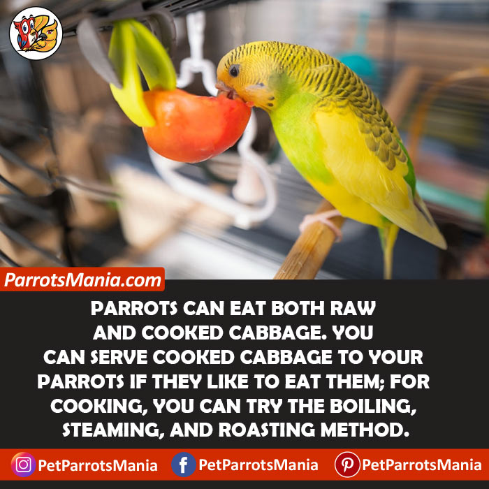 Raw Or Cooked Cabbage Which Is Better For Parrots