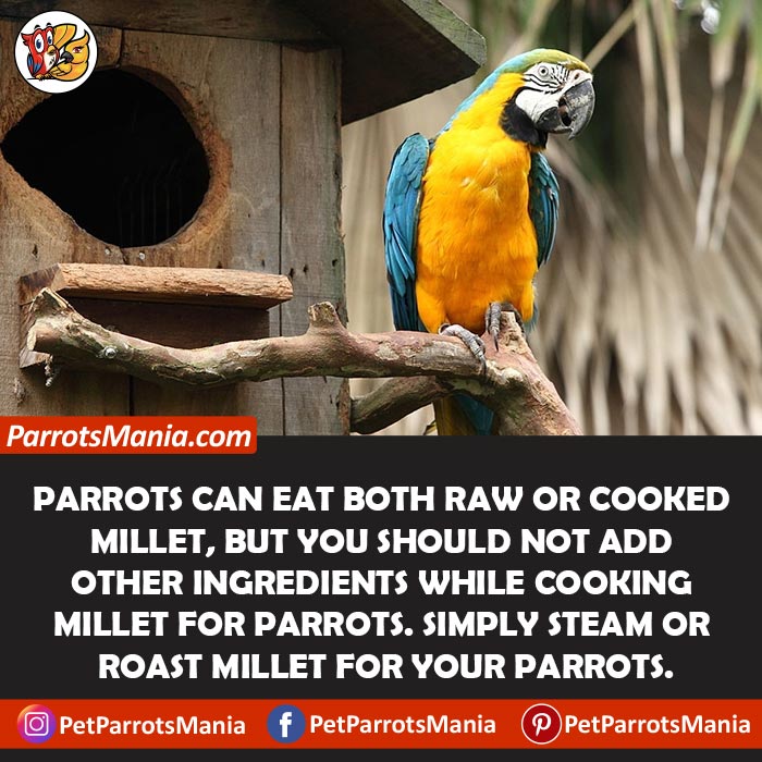 Raw Or Cooked millet for parrots