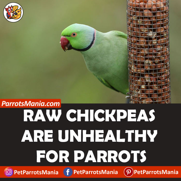 Raw Or Dried Chickpeas; Which Is Better For Parrots