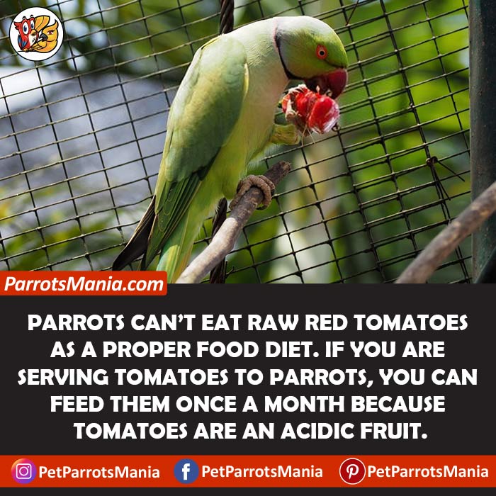 Raw Red Tomatoes for parrots
