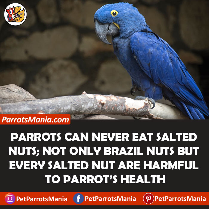 Salted Or Unsalted Brazil Nuts; Which Is Better For Parrots