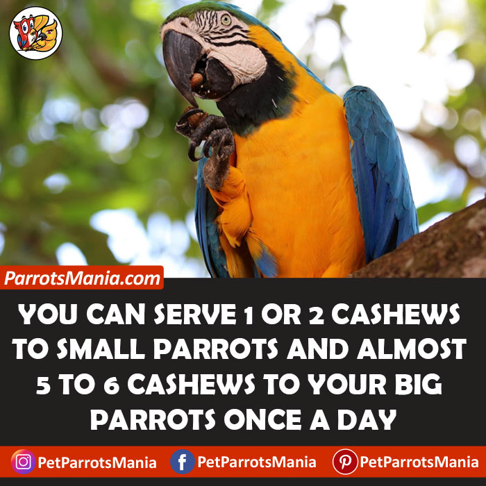 Serve Cashew To Parrots