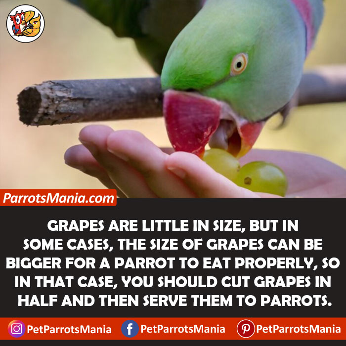 Serve Grapes To Parrots