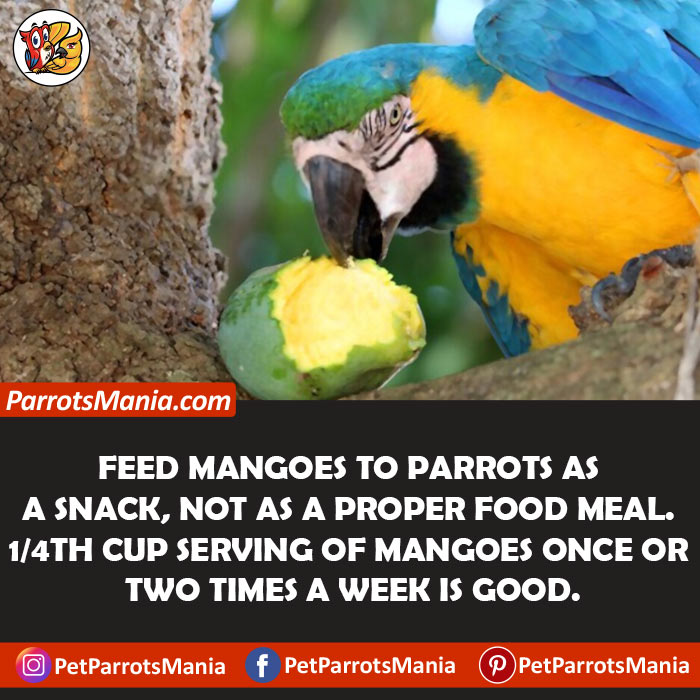 Serve Mangoes To Parrots