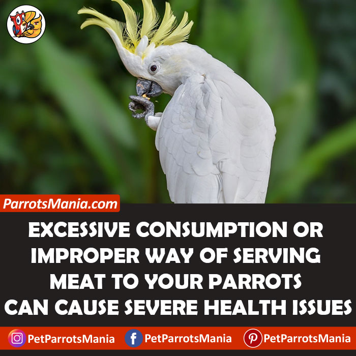 Serve Meat To Parrots