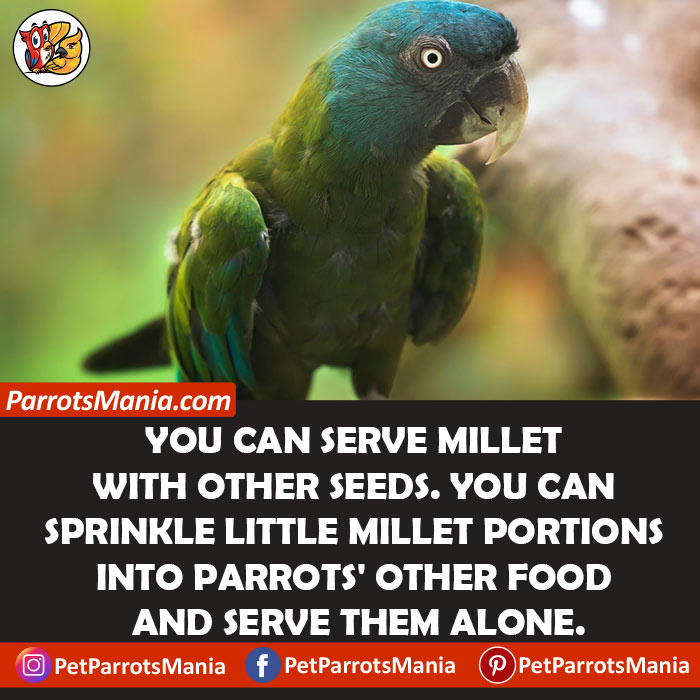 Serve Millet To Your Parrots