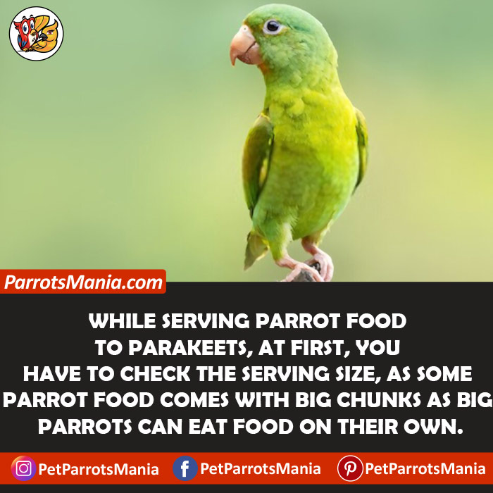 Serve Parrot Food To Parakeets
