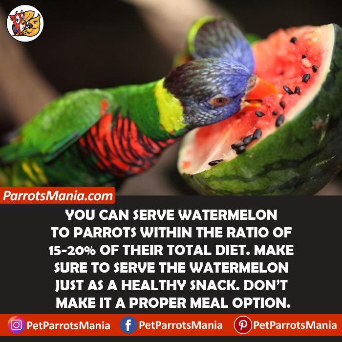 Serve Watermelon To Parrots