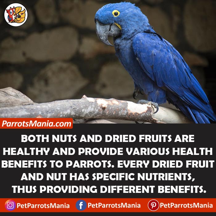Serving Nuts And Dried Fruits for parrots