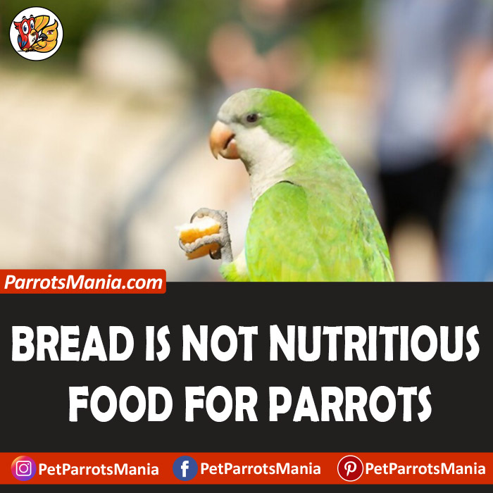 Side Effects Of Bread To Parrots