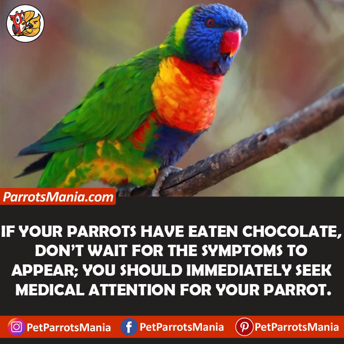 Side Effects Of Chocolate To Parrots