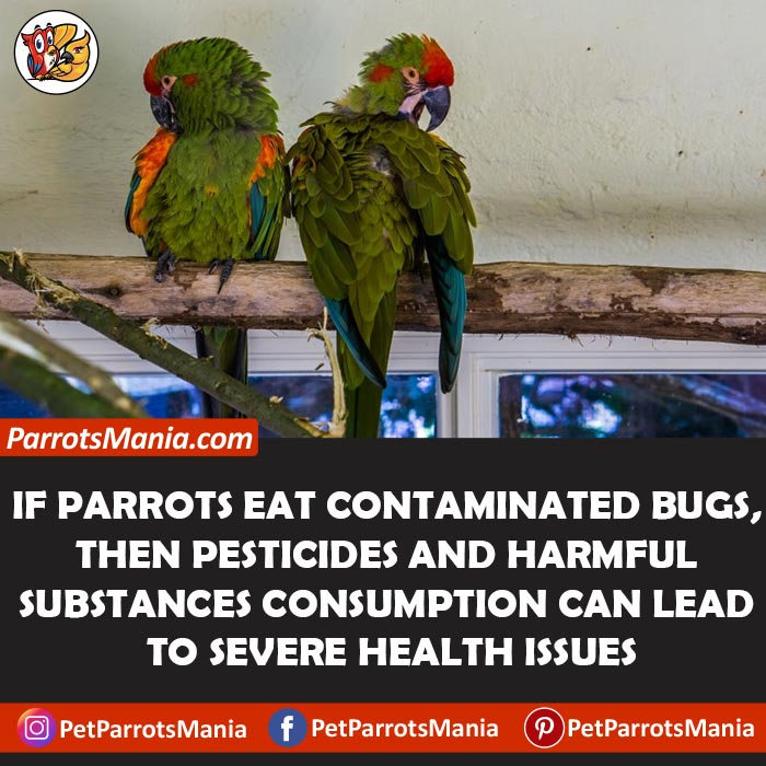 Side Effects Of Eating Bugs To Parrots
