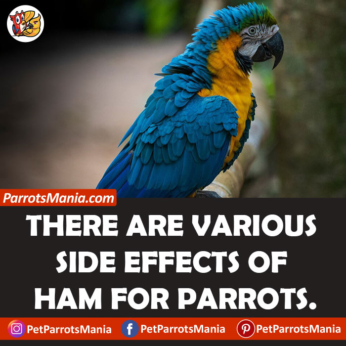 Side Effects Of Ham For Parrots