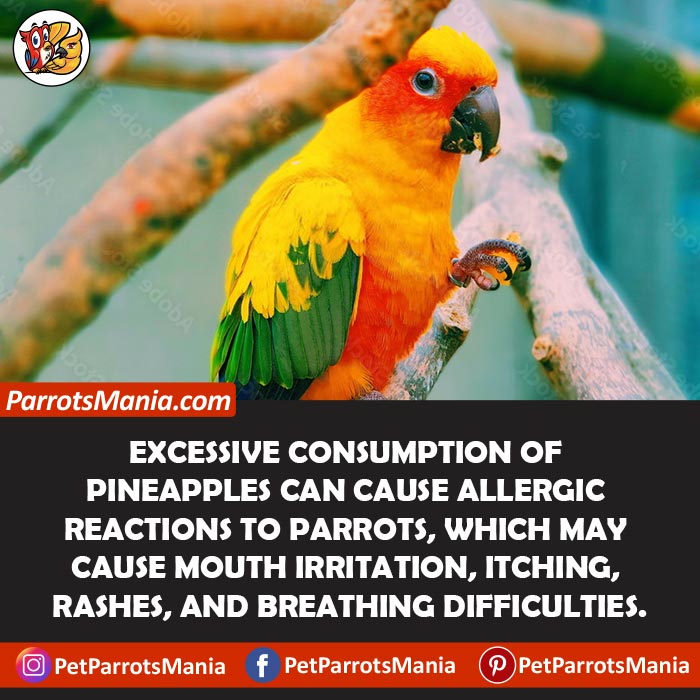 Side Effects Of Pineapple for parrots