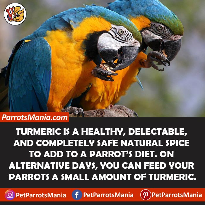 Turmeric For Parrots