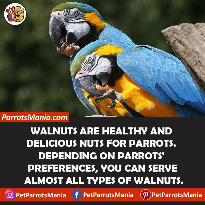 Walnuts For Parrots