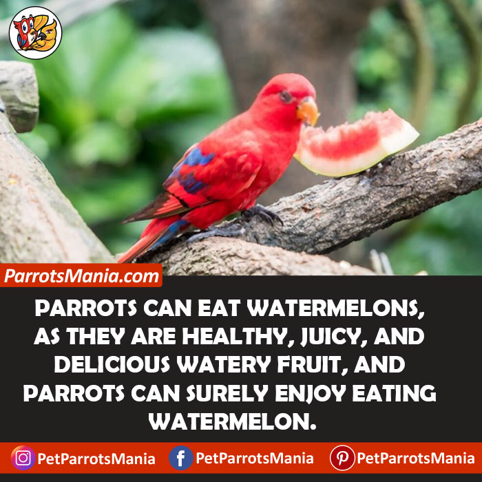 Watermelon For Parrots