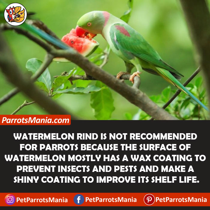 Watermelon Rind for parrots