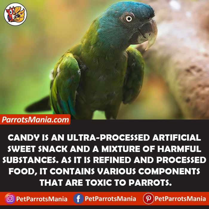 What-Are-Toxic-Components-In-Candy-For-Parrots