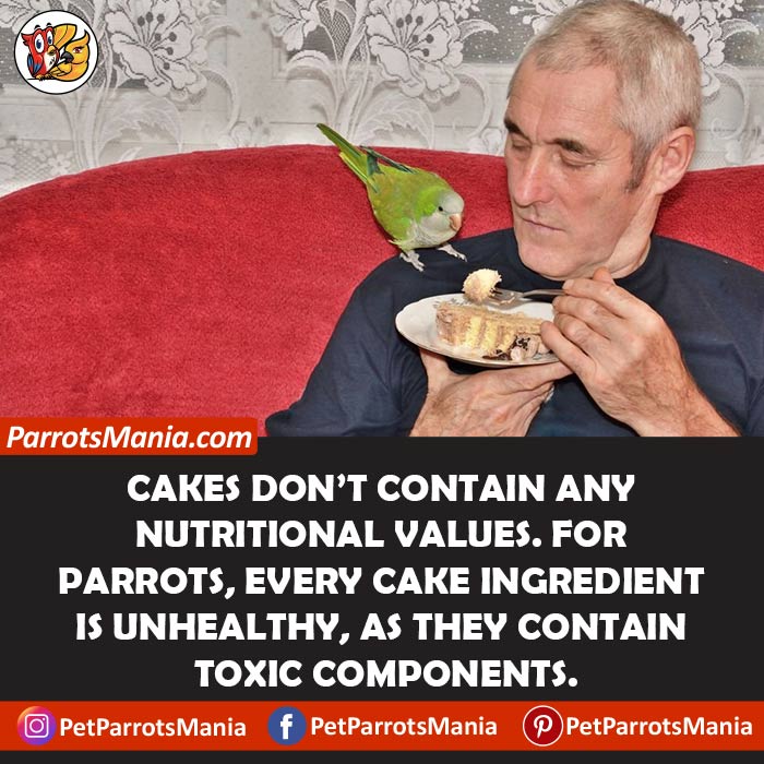 What is Toxic In Cake For Parrots