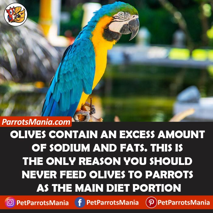 Why Are Olives Unhealthy For Parrots