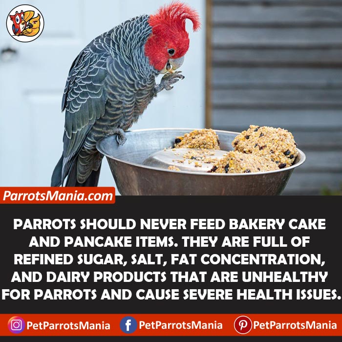 Why Can’t Parrots Eat Cakes