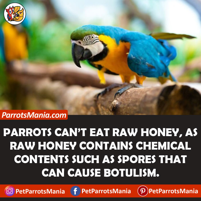 Why Not Honey For Parrots