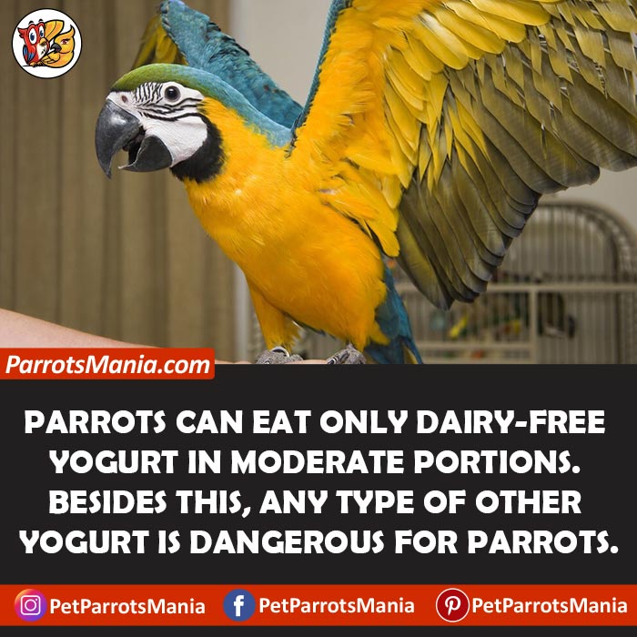 Yogurt For Parrots