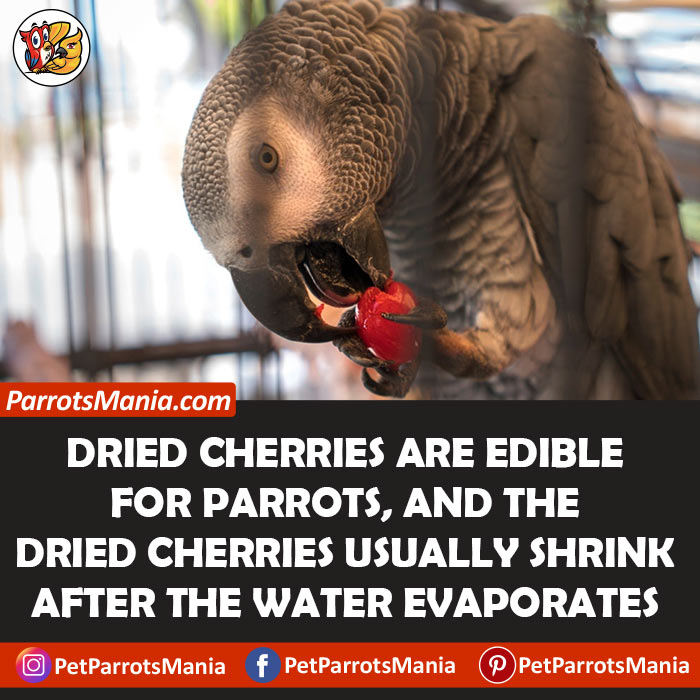 parrots Eat Dried Cherries
