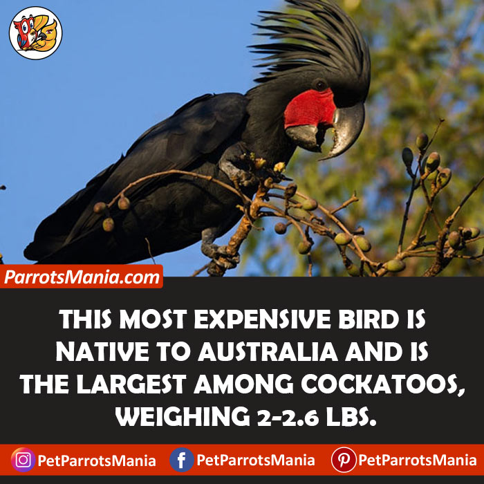 Black Palm Cockatoo Cost 15000 to 20000 USD