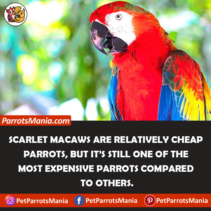 Scarlet Macaws price from 3000 to 5000 USD
