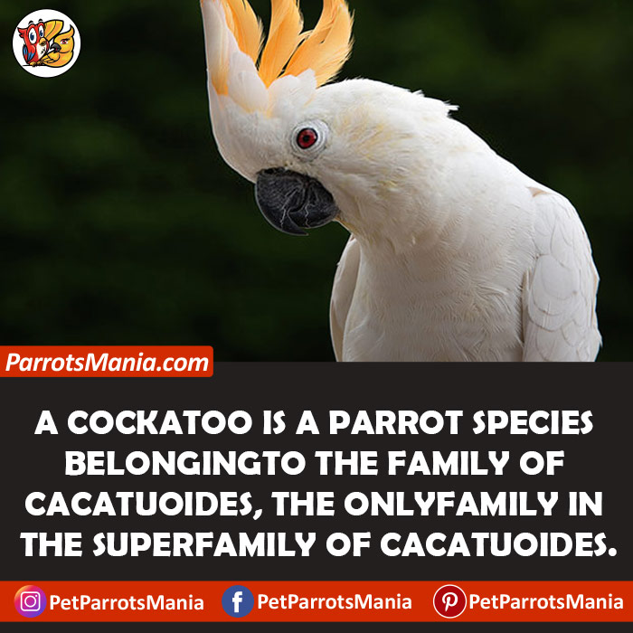 Cockatoo Cost 1500 to 2000 USD