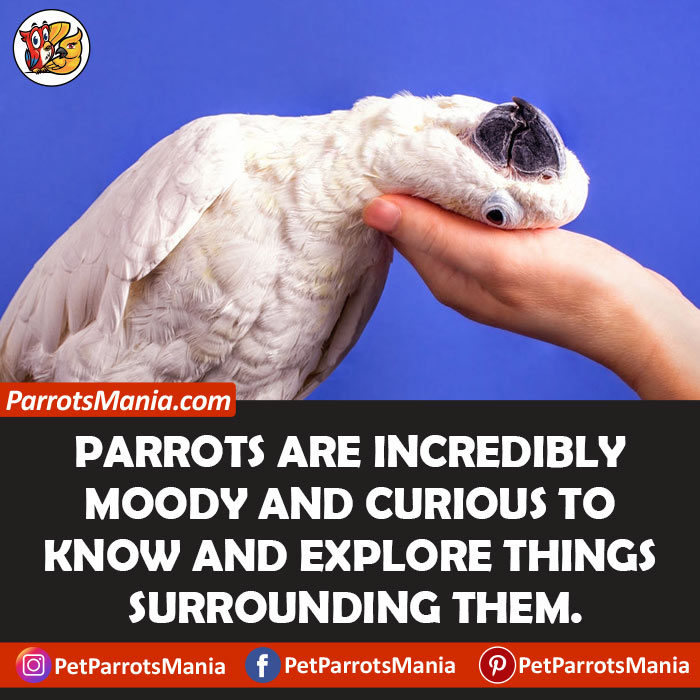 Knowing About The Curiosity And Moods Of Your Parrot